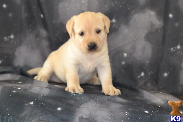 Puppies in Lancaster