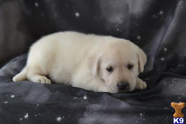 Puppies in Lancaster