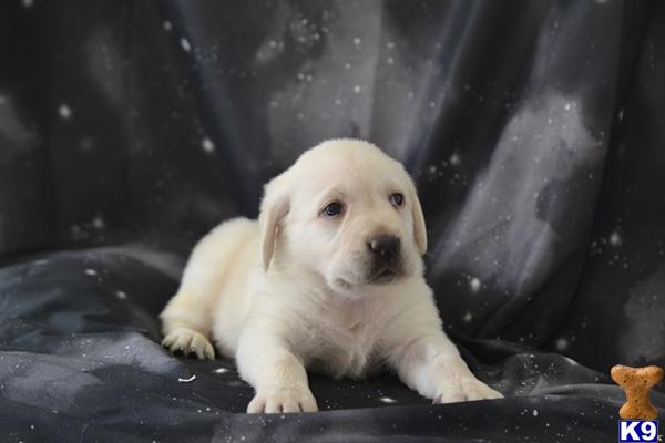 Puppies in Lancaster