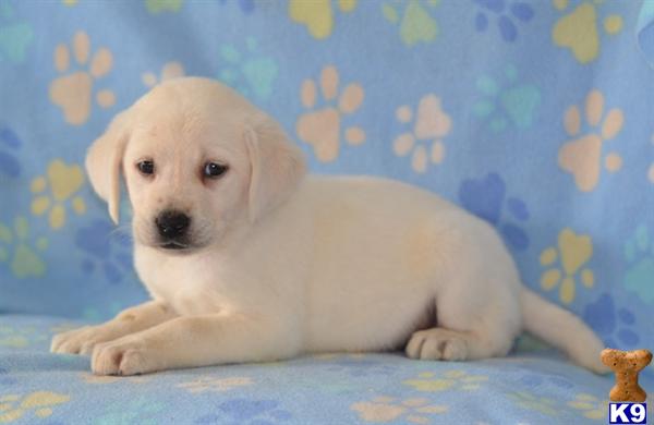 Puppies in Lancaster