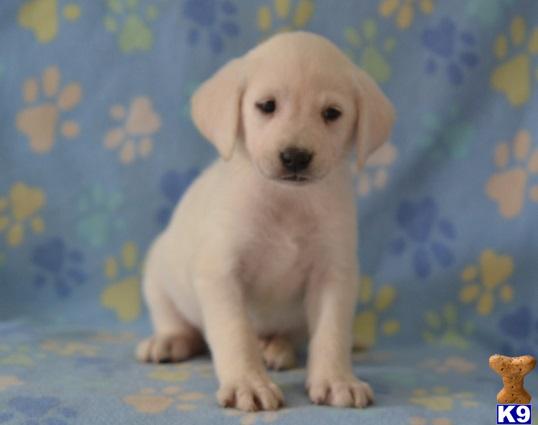 Puppies in Lancaster