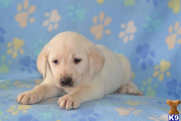 Puppies in Lancaster
