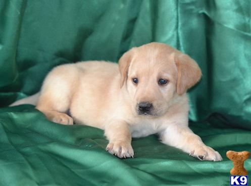Puppies in Lancaster