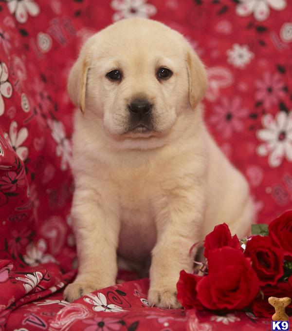 Puppies in Lancaster