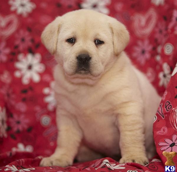 Puppies in Lancaster