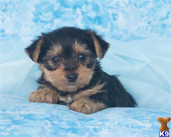 yorkie puppies for sale in nj or pa yorkie teacup terrier for sale in chicago il breeds picture yorkie puppies for sale in nj or pa yorkie teacup terrier for sale in chicago il breeds picture