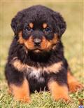 Rottweiler