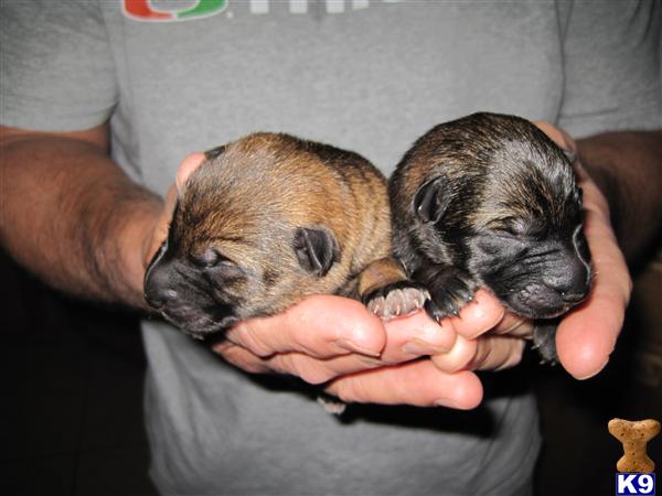 German Shepherd Puppies