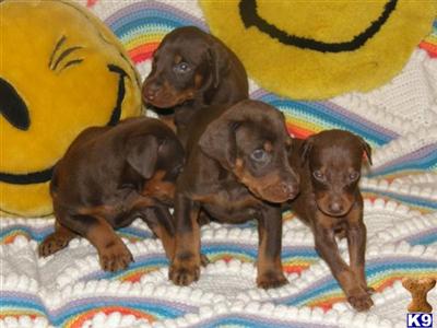 Doberman Pinscher Puppies in FL