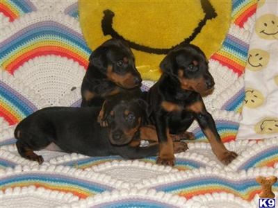 Doberman Pinscher Puppies in FL