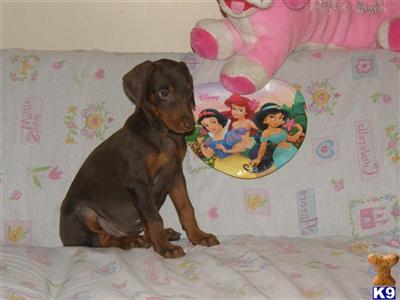 Doberman Pinscher Puppies in FL