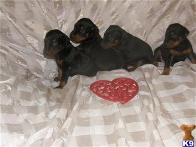 Doberman Pinscher Puppies in FL