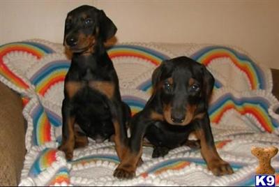 Doberman Pinscher Puppies in FL