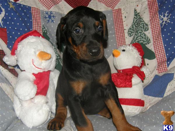 Doberman Pinscher Puppies in FL
