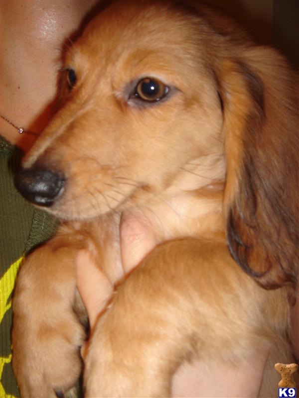 Dachshund Puppies