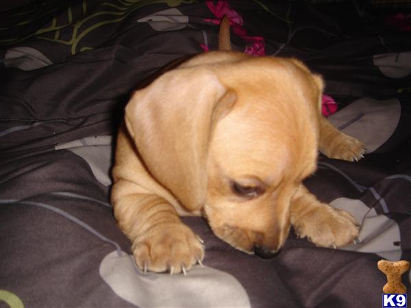 Dachshund Puppies