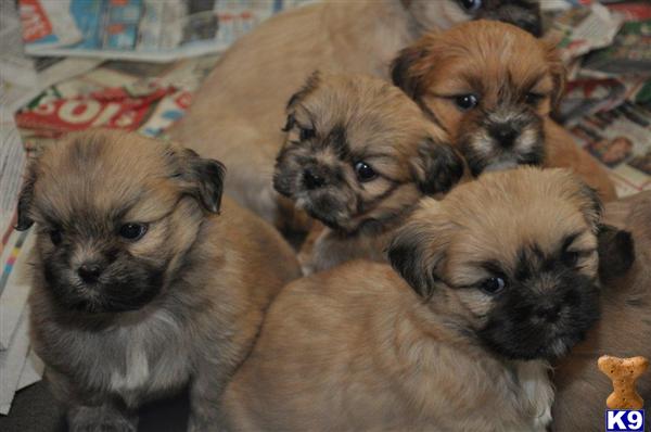 Lhasa Apso Puppies