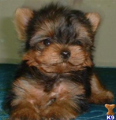 Puppies in NY