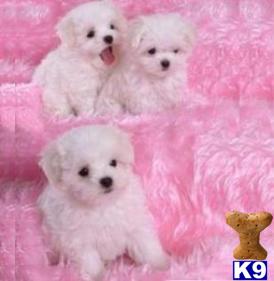 Puppies in NY