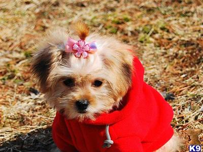 Puppies in NY