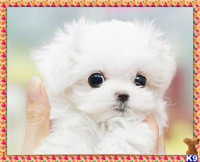 Puppies in NY