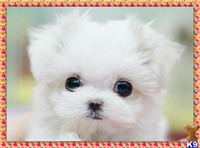 Puppies in NY