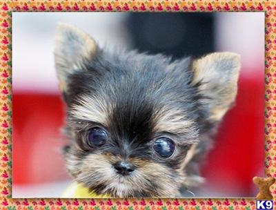 Puppies in NY