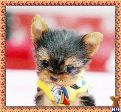 Puppies in NY