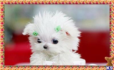 Puppies in NY