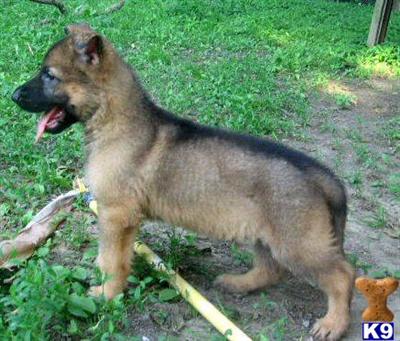Puppies in DE