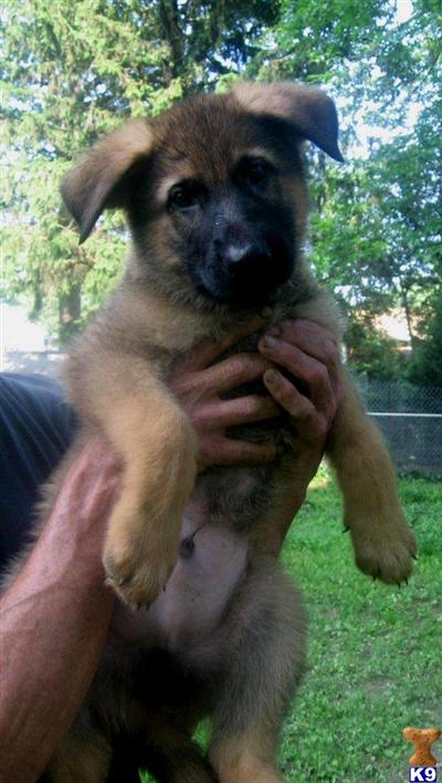 Puppies in DE
