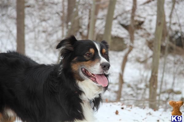 Stud Dogs - Australian Shepherd