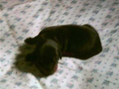 Doberman Pinscher Puppies in TX