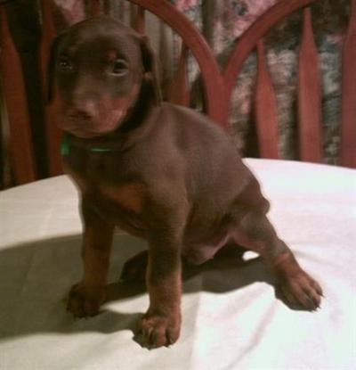 Doberman Pinscher Puppies in TX