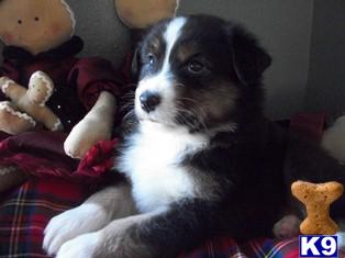 Stud Dogs - Australian Shepherd