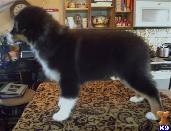 Puppies in Enumclaw