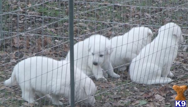 German Shepherd Puppies in TX