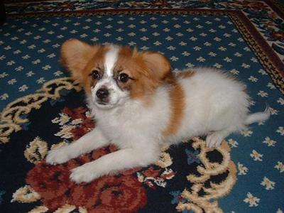 Dogs for Sale in MO