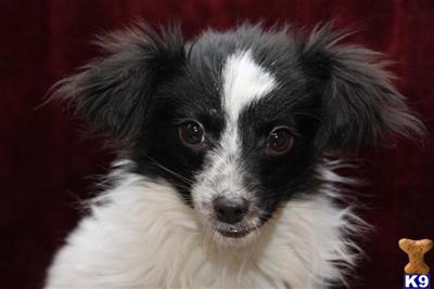 Papillon Puppies for Sale