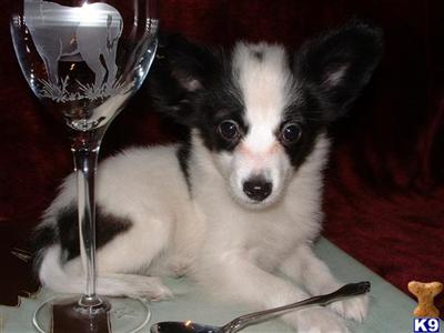 Papillon Puppies for Sale
