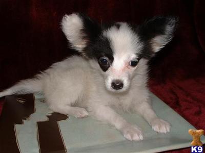 Papillon Puppies for Sale