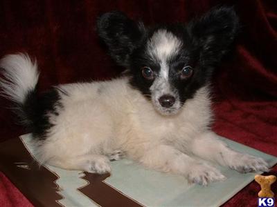 Papillon Puppies for Sale