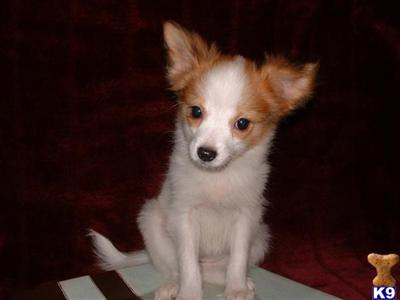Papillon Puppies for Sale