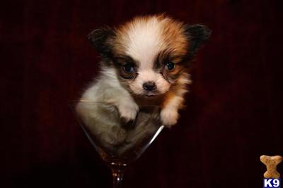 Papillon Puppies for Sale
