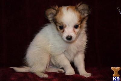 Papillon Puppies for Sale