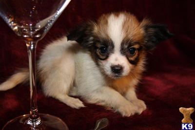 Papillon Puppies for Sale