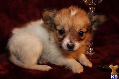 Papillon Puppies for Sale