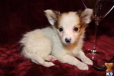 Papillon Puppies for Sale