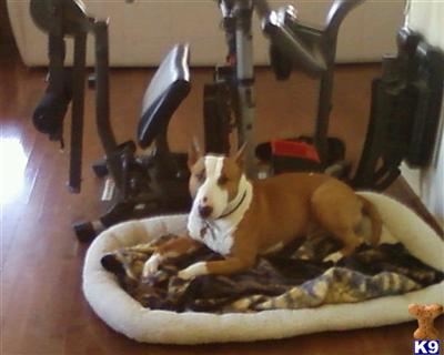 Stud Dogs in NJ