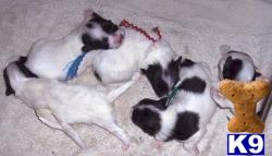 Puppies in West chester